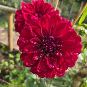 Arabian Nights dahlia, plum & wine