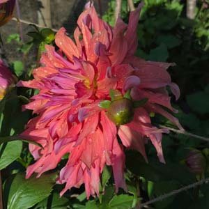 Belle of Barmera dahlia, coral