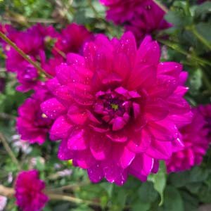 Berner Oberland dahlia, cerise