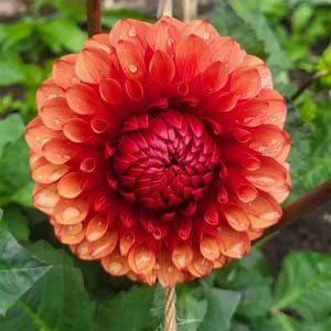 Brown Sugar dahlia, apricot