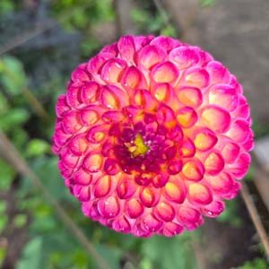 Burlesca dahlia, cerise