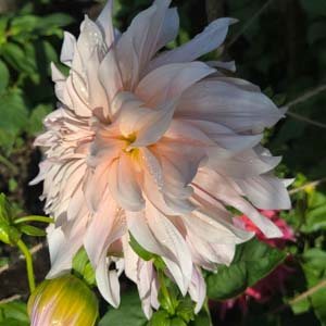 Cafe au Lait dahlia, blush