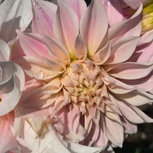 Cafe au Lait Royale dahlia, blush