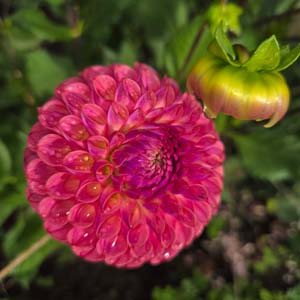 Caitlin's Joy dahlia, cerise