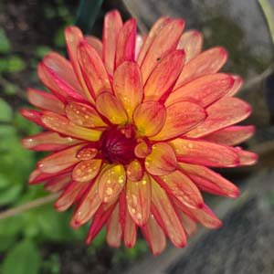 Crazy Legs dahlia, coral