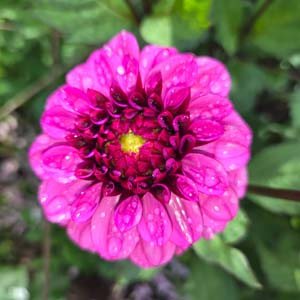 Creme de Cassis dahlia, cerise