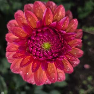 Daisy Duke dahlia, red