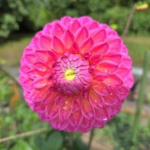 Dikora Superb dahlia, pink