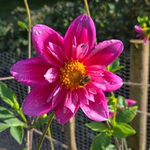 Edith Jones dahlia, cerise
