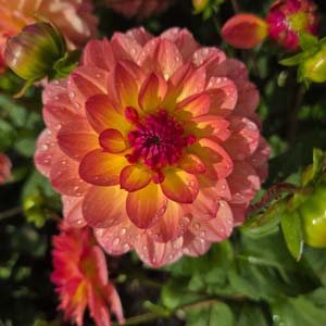 Ema Panzer dahlia, apricot