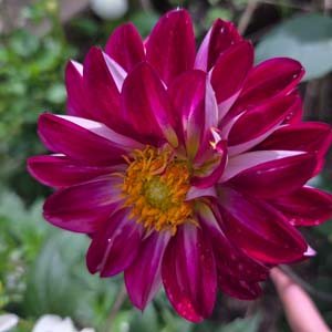 Embassy dahlia, plum & wine