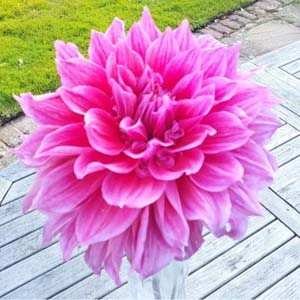 Emory Paul dahlia, pink