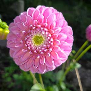Eye Candy dahlia, pink