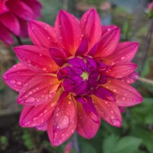 Feline Yvonne dahlia, cerise