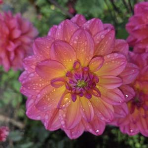 Great Silence dahlia, pink