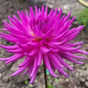 Hadrian's Delight dahlia, cerise