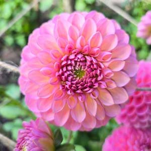 Hamari Rose dahlia, pink