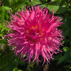 Jannie P dahlia, cerise