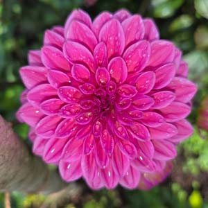 Jowey Frambo dahlia, cerise