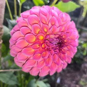 Jowey Winnie dahlia, pink