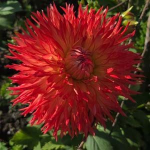 Le Feu du Soleil dahlia, red