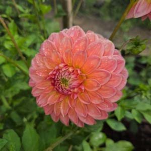 Linda's Baby dahlia, coral