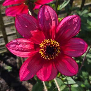 Lou Farman dahlia, red