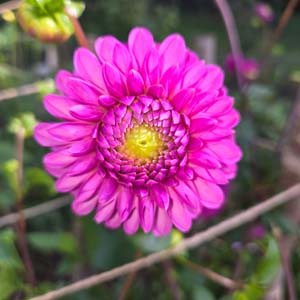 Mary's Jomanda dahlia, cerise