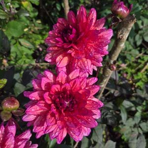 Molly Raven dahlia, plum & wine