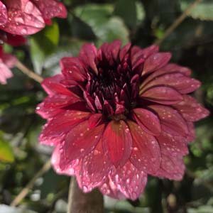 Night Silence dahlia, red