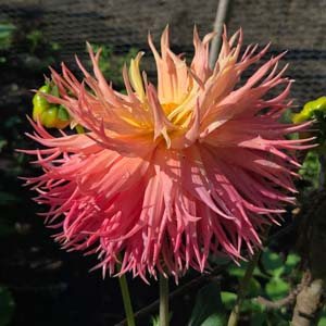 Normandy Frills dahlia, coral