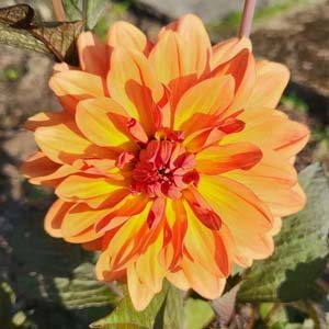 Orange Pekoe dahlia, apricot