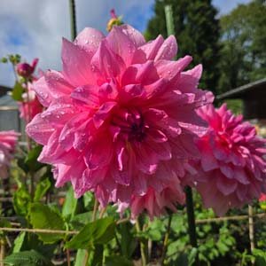 Otto's Thrill dahlia, pink