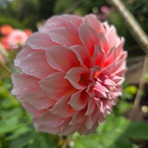 Peaches dahlia, blush