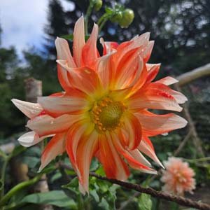 Penny Lane dahlia, apricot