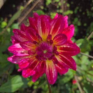 Pinkie Swear dahlia, cerise