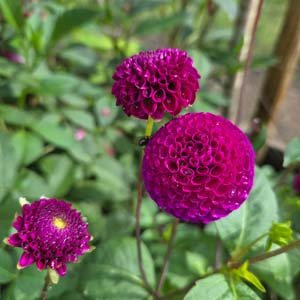 Rocco dahlia, plum & wine