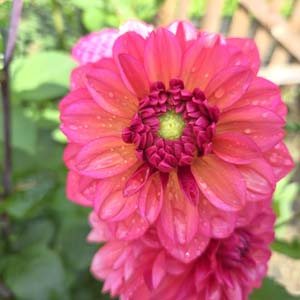 Salmon Runner dahlia, pink