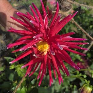 Samouri dahlia, red
