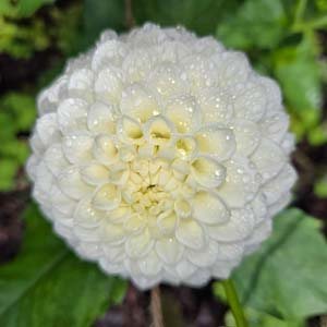 Small World dahlia, white & cream