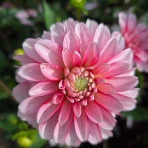Strawberry Cream dahlia, blush