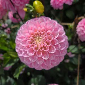 Sweet Love dahlia, blush