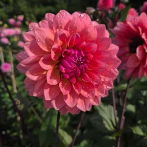 Sweet Sanne dahlia, pink