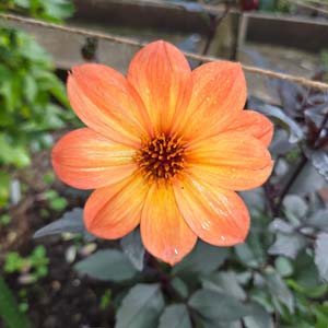 Tangerine Gem dahlia, apricot