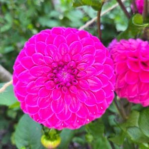 Westerton Pearl dahlia, cerise