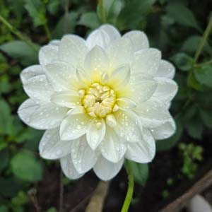 White Onesta dahlia, white & cream