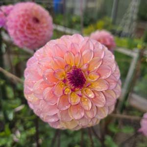Wine Eyed Jill dahlia, blush