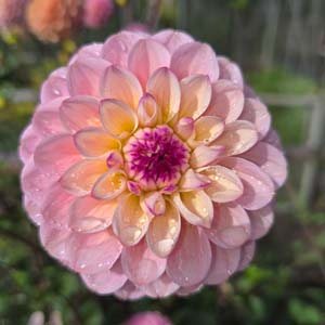 Wine Eyed Jill (pink) dahlia, blush