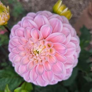 Wizard of Oz dahlia, pink
