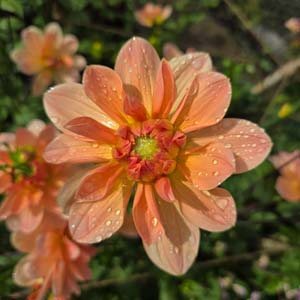 Yvonne dahlia, apricot